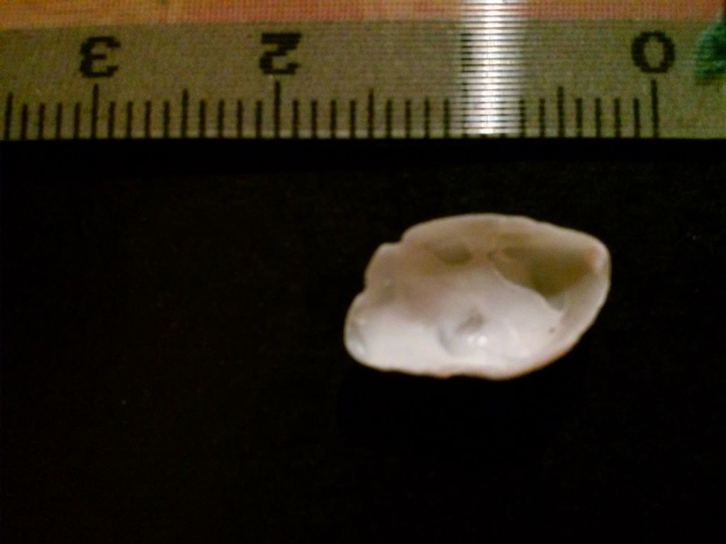 Anomiidae: cfr.  Anomia ephippium